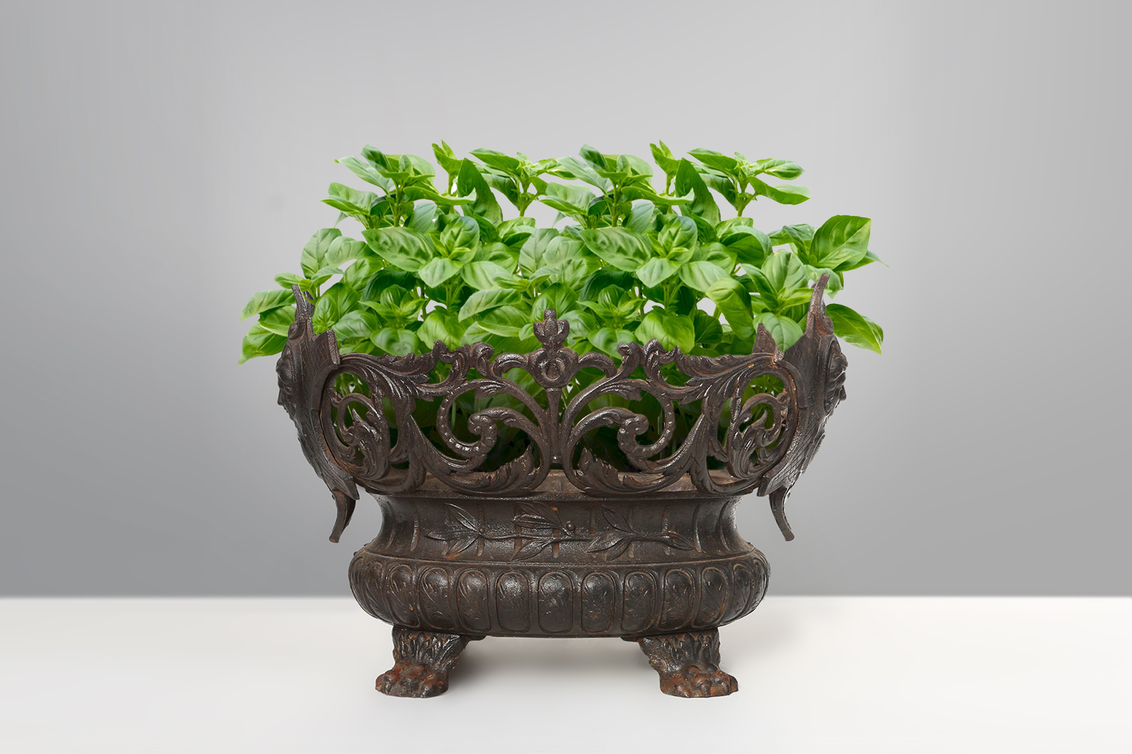 Antique French planter/jardinaire in cast iron, ca. 1850thumbnail